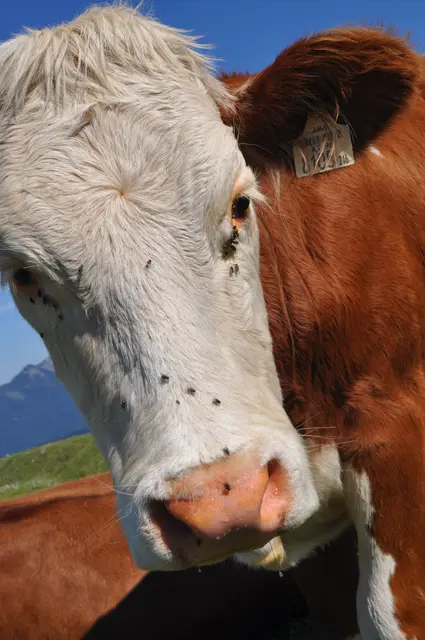 Foto: Klaus Kogler