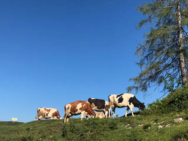 "Milch" steht für Qualität, Verantwortung, Almwirt