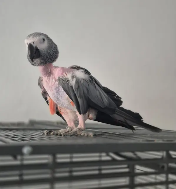 Graupapagei Guggi braucht dringend Hilfe