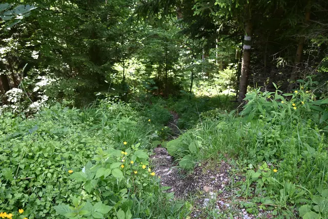 Steiler Wanderweg kommt hier herauf und kreuzt die Forststraße
