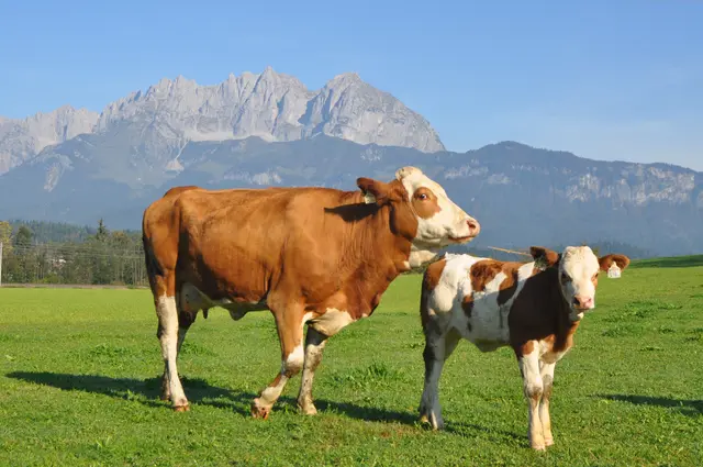 Foto: Klaus Kogler