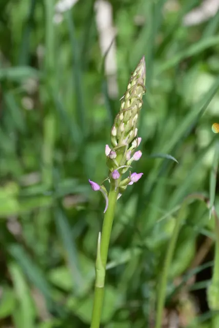 Mücken Händelwurz