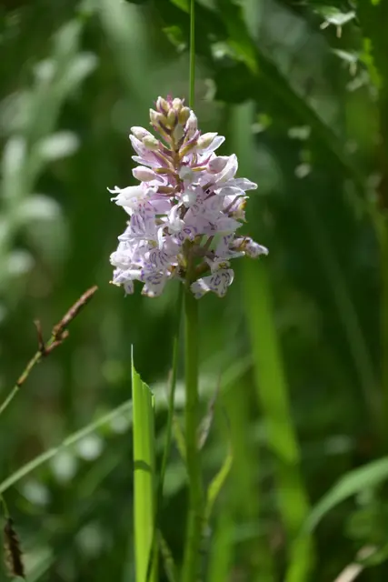 Fuchs Knabenkraut