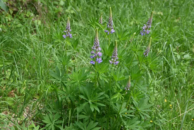 Lupine