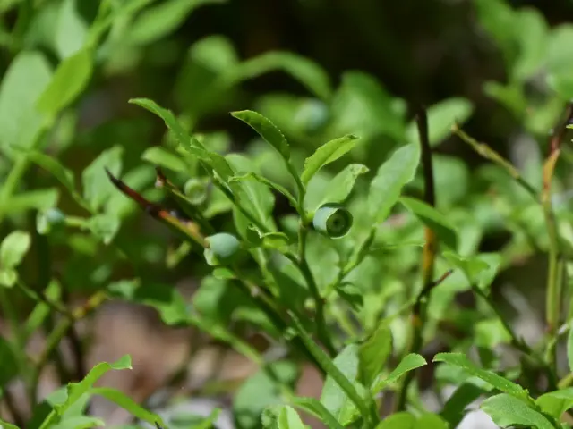 Die Heidelbeeren brauchen noch ein Zeit