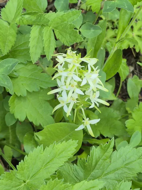 Waldhyazinthe
