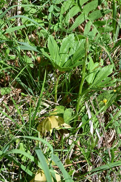 Alte Schneerose, aber daneben die Punktierten Blätter einer Orchidee