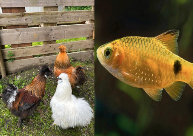 Zwei Tierwelten: Flauschige Seidenhühner und eine goldene Prachtbarbe – beide suchen ein passendes Zuhause mit artgerechter Haltung. | Foto: Tierschutzverein Tirol
