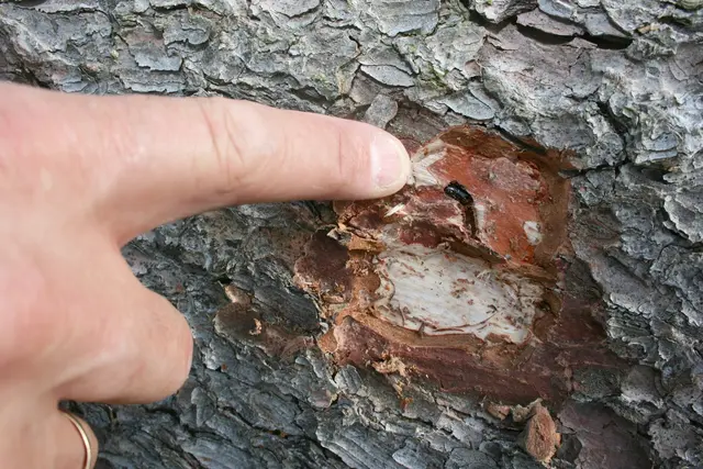 Finger zeigt auf Borkenkäfer in der Rinde