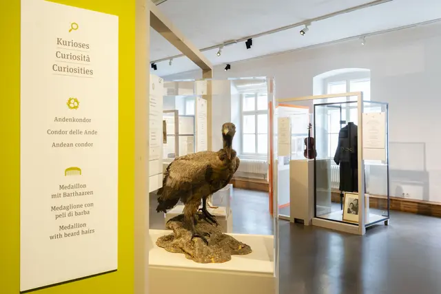 Wie kam ein Andenkondor nach Tirol? Die kuriose Geschichte des präparierten Tieres reicht bis nach Frankreich. | Foto: © Maria Kirchner