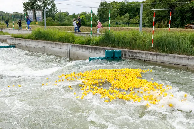 Bis zu 4.000 Quietscheenten schwimmen auf der Donauinsel um 