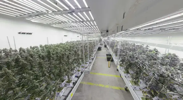 Eine Tonne Cannabis, Lueger-Denkmal und Ärztekammer-Streit