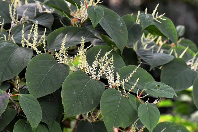 Blätter und Blüten des Staudenknöterich