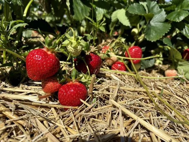 Erdbeeren aus Wiesen | Foto: MeinBezirk/Barbara Babonitsch-Diewald