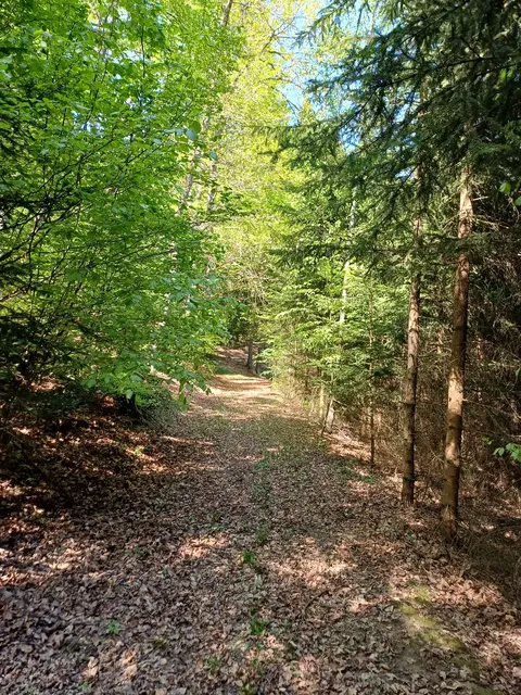 »Klimafitte Mischwälder der Zukunft« – Infoabend in Freistad
