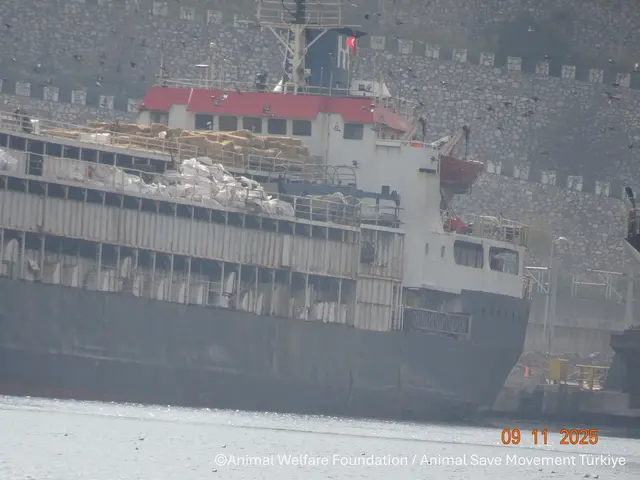 Das unter togolesischer Flagge fahrende Frachtschiff „Spiridon II“, ein mehr als 50 Jahre alter Transporter, war mit knapp 3.000 Rindern aus Uruguay unterwegs in die Türkei. | Foto: Credit im Bild