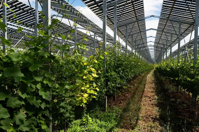 Die Agri-PV-Anlage bietet das Potenzial, die Reben vor übermäßiger Sonneneinstrahlung und Sonnenbrand zu schützen. Auch mögliche Auswirkungen auf Säurestruktur, Reifeverlauf und Krankheitsdruck werden in den kommenden Jahren untersucht. | Foto: RWA