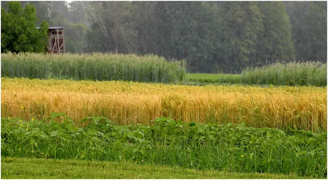 Wind, Regen und Sonne gab es heute im Wechsel /in Wals 