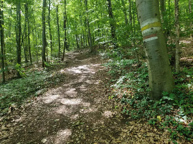 Wir folgen der gelben Markierung... | Foto: I.Wozonig