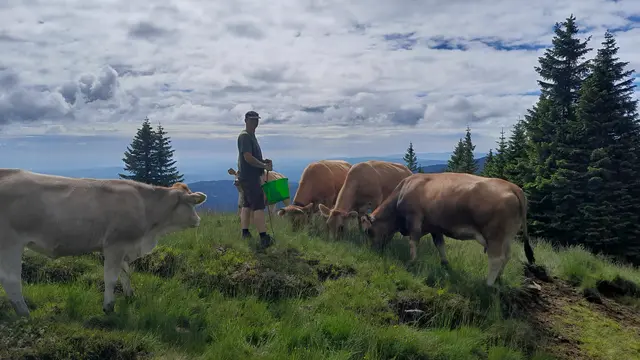 Der Almauftrieb ist längst erfolgt auf der Hochalm Bärntal. | Foto: Kiegerl