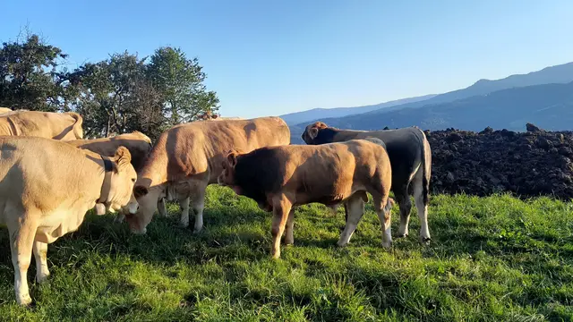 Nutztiere fördern natürliche Kreisläufe. | Foto: Kiegerl