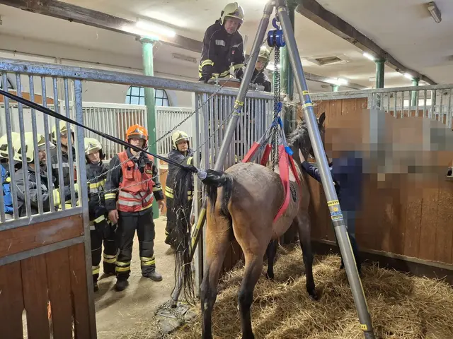 In Abstimmung mit dem Tierarzt legte die Feuerwehr dem hilflosen Pferd ein spezielles Hebegeschirr für Großtierrettungen an. | Foto: Presseteam Freiwillige Feuerwehr Laxenburg