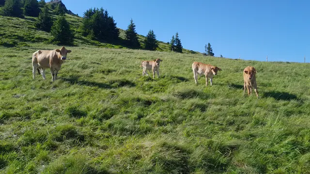 Wohl fühlen sich die Rinder auf der  Hochalm Bärntal. Ohne ihren natürlichen Beitrag zur Kreislaufwirtschaft und das jährliche Schwenden mit freiwilligen Helferinnen und Helfern zur Pflege der Böden würden die Flächen verwalden. | Foto: Kiegerl