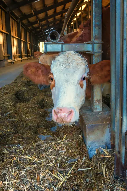 Weil sich, laut der Bezirkshauptmannschaft, ein Amstettener Landwirt nicht gut genug um seine Rinder kümmern konnte, wurden diese ihm abgenommen. | Foto: pexels / Gundula Vogel