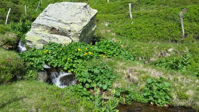 Blühende Wiesen auf der Alm sind nur durch Bewirtschaftung gegeben. | Foto: Kiegerl