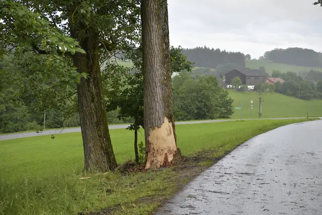 An diesem Baum endete die Fahrt des jungen Fahrers. Zuvor hat er sich während der Fahrt noch mit einer Waffe in den Kopf geschossen. | Foto: Markus Zechbauer/zema-medien.de