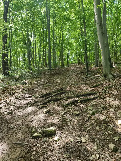 Zuerst geht der Weg gemächlich im Wald dahin... | Foto: I.Wozonig 
