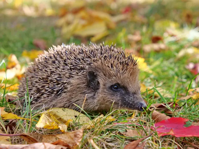 Igel © R. Jagersberger