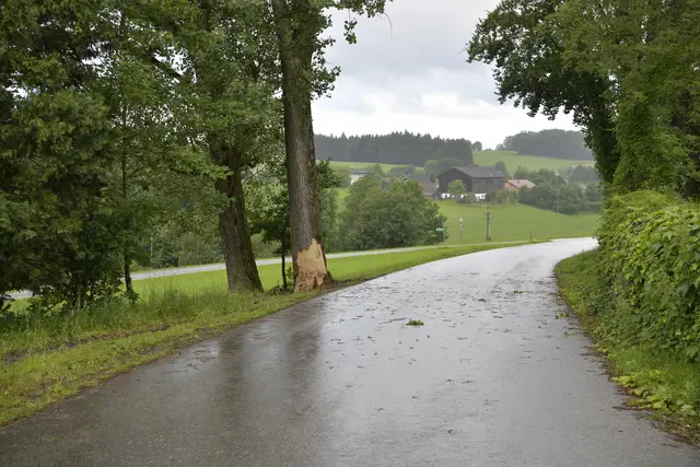 An diesem Baum endete die Fahrt des jungen Fahrers. Zuvor hat er sich während der Fahrt noch mit einer Waffe in den Kopf geschossen. | Foto: Markus Zechbauer/zema-medien.de