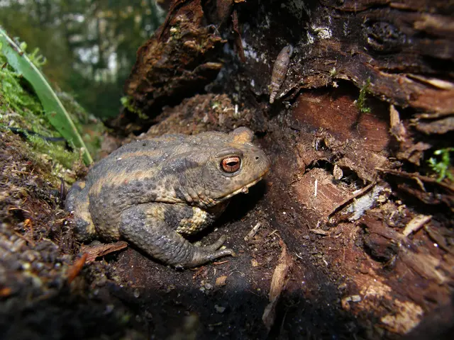 Erdkröte © J. Limberger