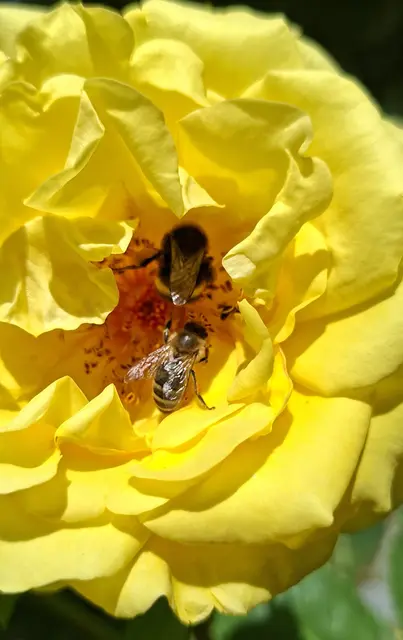Foto: Kurt Nöhmer