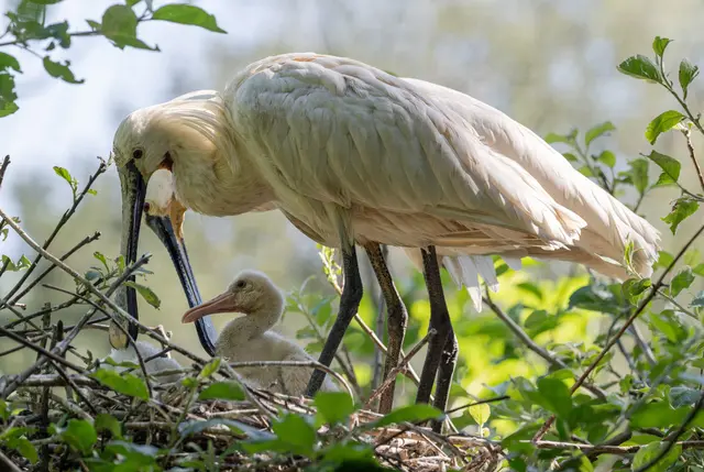 Foto: Zoo Schmiding / Sterns