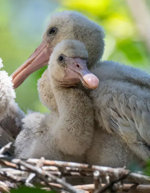 Babyalarm bei den Watvögeln im Zoo Schmiding: Die Löffler kümmern sich liebevoll um ihren Nachwuchs. | Foto: Zoo Schmiding / Sterns