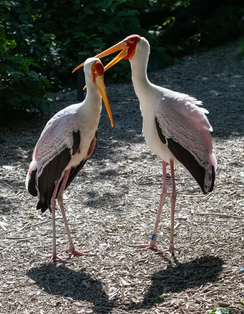 Foto: Zoo Schmiding / Sterns