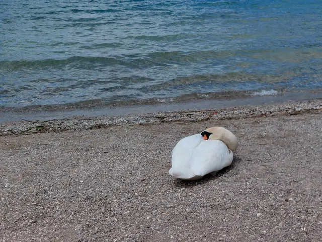 Ein Schwan macht ein Nickerchen. | Foto: H.Bachinger