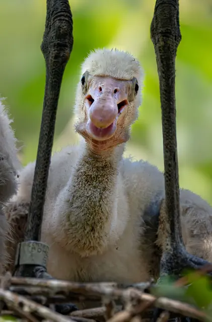Foto: Zoo Schmiding / Sterns
