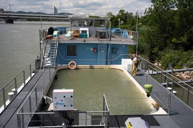 In dem großen Becken der MS Negrelli schwimmen die Elterntiere. | Foto: Sade Jerabek/Meinbezirk