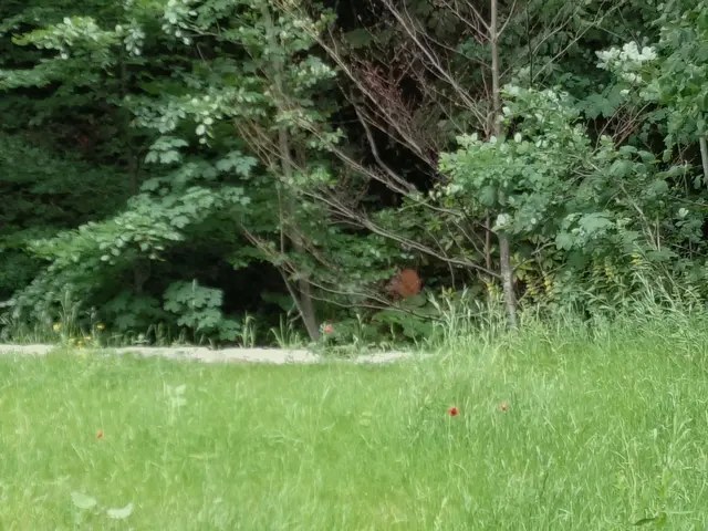Ein Reh hat sich versteckt  | Foto: H.Bachinger