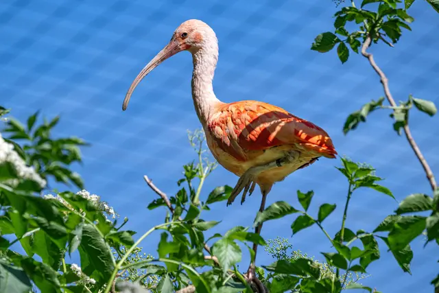 Foto: Zoo Schmiding / Sterns
