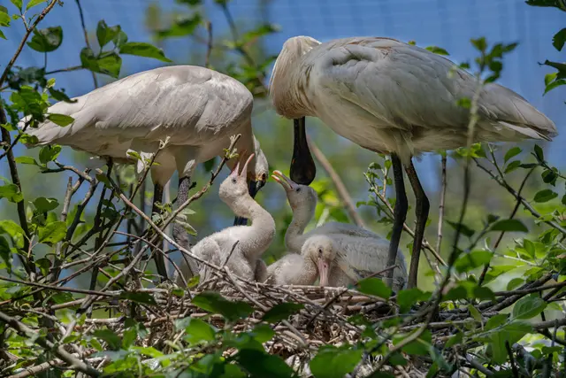 Babyalarm bei den Watvögeln im Zoo Schmiding: Die Löffler kümmern sich liebevoll um ihren Nachwuchs. | Foto: Zoo Schmiding / Sterns
