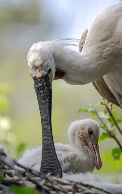 Foto: Zoo Schmiding / Sterns