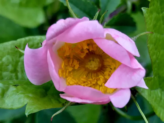 Foto: H.Bachinger
