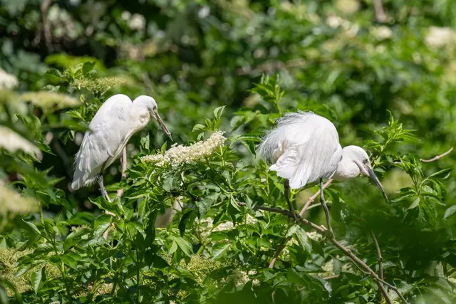 Foto: Zoo Schmiding / Sterns