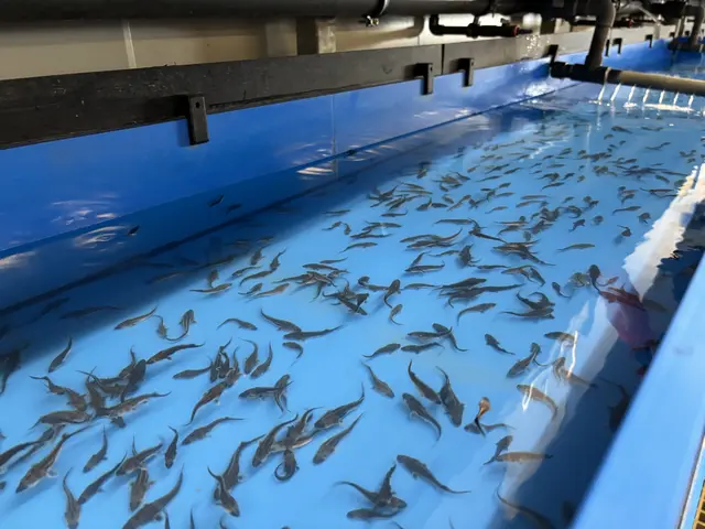 Die kleinen Sternhausen sind im April und Mai geschlüpft. | Foto: Michael Marbacher/MeinBezirk