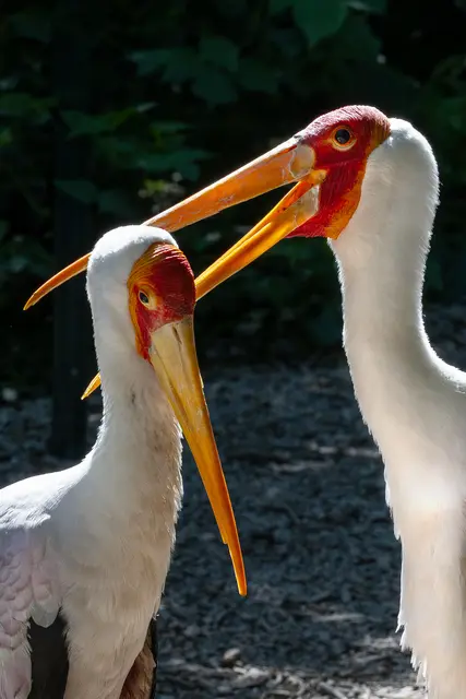 Foto: Zoo Schmiding / Sterns