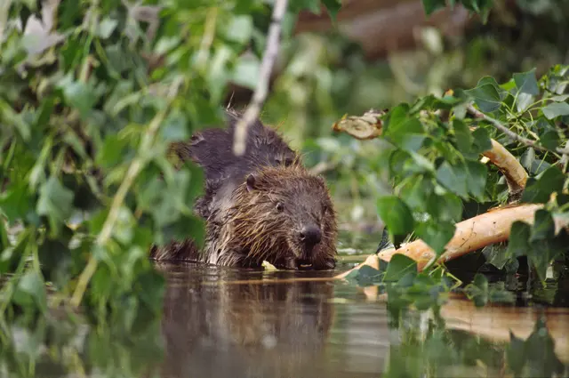 Nach Angaben der Organisation wurden seit 2020 mehr als 1.200 Biber, Fischotter und Wölfe auf Grundlage entsprechender Verordnungen getötet. Foto: Europäischer Biber (Castor fiber). | Foto: 4nature